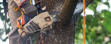 Best Tree Maintenance Programs  in Village Of Oak Creek, AZ