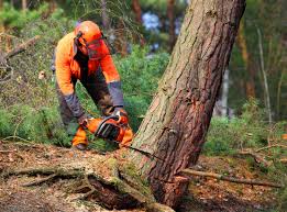 Trusted Village Of Oak Creek, AZ Tree Removal Experts