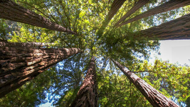 How Our Tree Care Process Works  in  Village Of Oak Creek, AZ