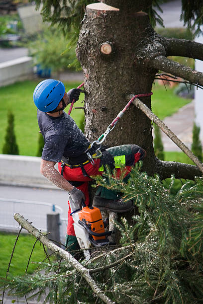  Village Of Oak Creek, AZ Tree Removal Pros