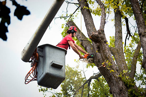 Best Stump Grinding and Removal  in Village Of Oak Creek, AZ